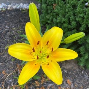 Meet your Posher, Shanel